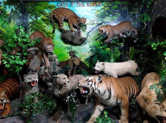 Rahmat International Wildlife Museum and Gallery